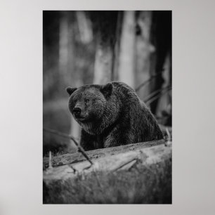 Bear Black White Photo Modern Rustic Cabin Poster