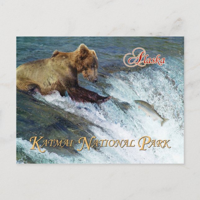 Bear catching salmon, Katmai National Park, AK Postcard (Front)