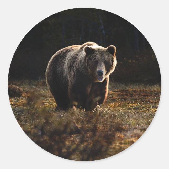 Bear Classic Round Sticker (Front)