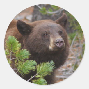 bear classic round sticker