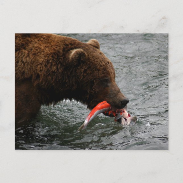 Bear closeup, Brooks Falls Alaska  Postcard (Front)