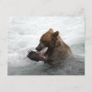 Bear closeup, Brooks Falls Alaska  Postcard