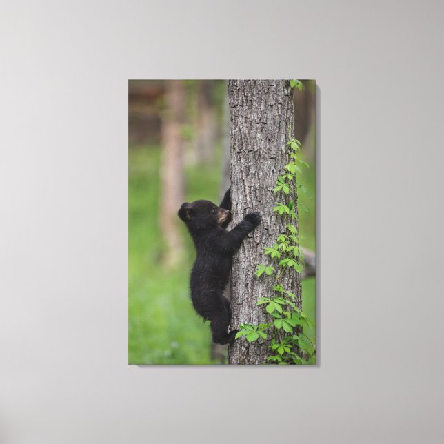Bear Cub Climbing a Tree Canvas Print (Front)