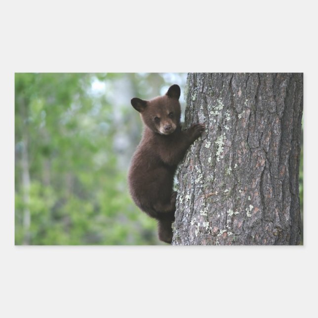 Bear Cub Climbing a Tree Rectangular Sticker (Front)