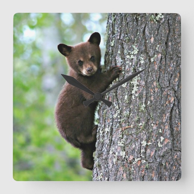 Bear Cub Climbing a Tree Square Wall Clock (Front)