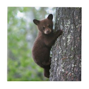 Bear Cub Climbing a Tree Tile