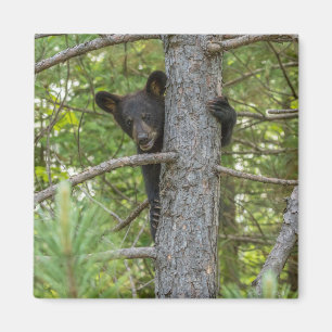 Bear Cub Climbing Tree Magnet