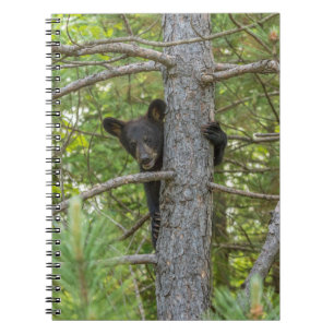 Bear Cub Climbing Tree Notebook