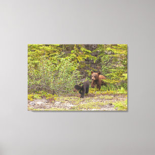Bear Cubs  Canvas Print