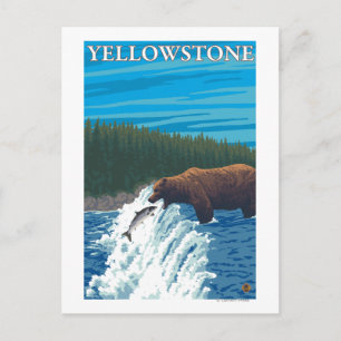 Bear Fishing in River - Yellowstone National Postcard