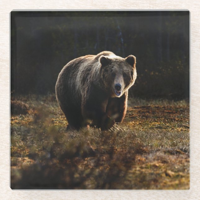 Bear Glass Coaster (Front)