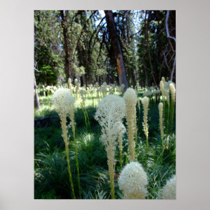 Bear Grass 2 Poster