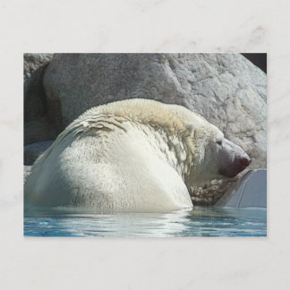 Bear II Postcard