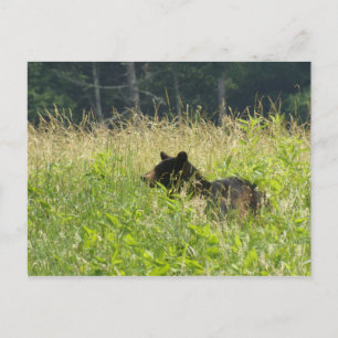 Bear in a Field Postcard