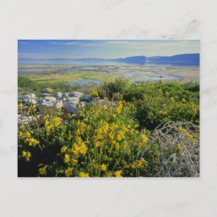 BEAR LAKE, UT, US, monkey-flower & tumbleweed, Postcard