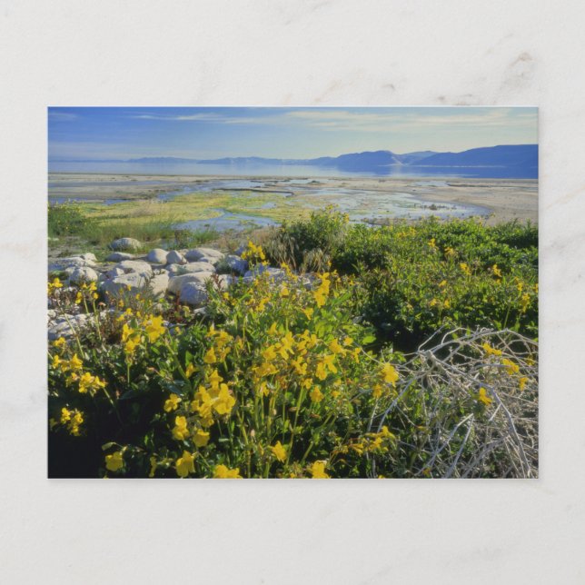 BEAR LAKE, UT, US, monkey-flower & tumbleweed, Postcard (Front)