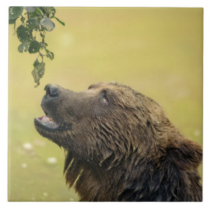 Bear Longing For Those Leaves Tile