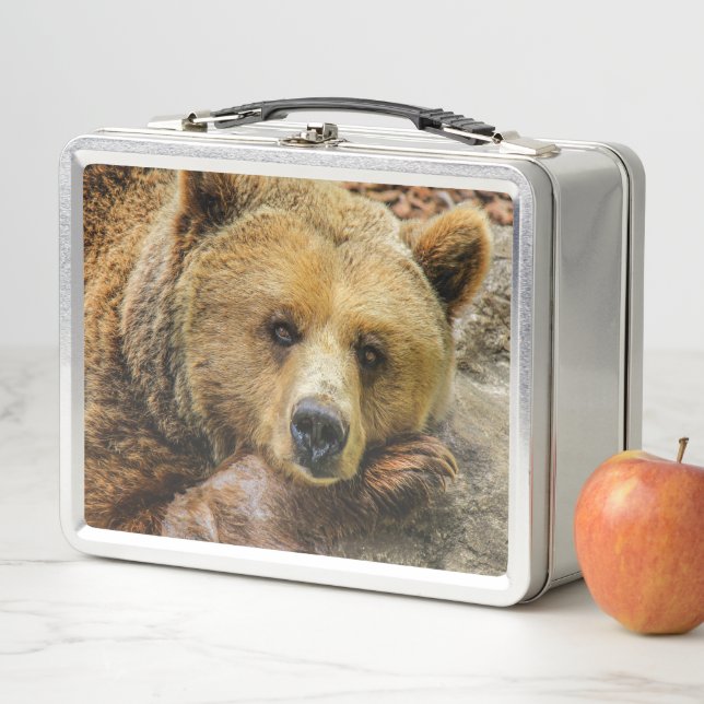 Bear Metal Lunch Box (In Situ)