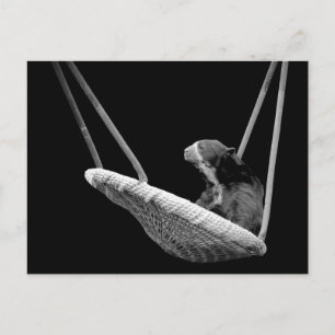 Bear on the Swing in Black and White Postcard