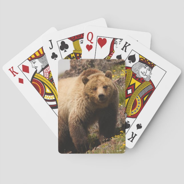 bear playing cards (Back)