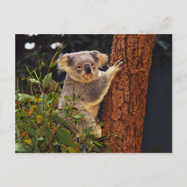 Bear Postcard (Front)
