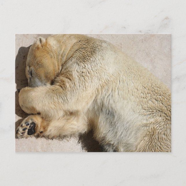 bear postcard (Front)