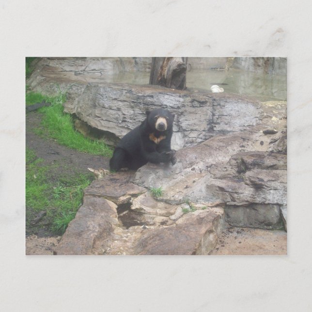 bear postcard (Front)