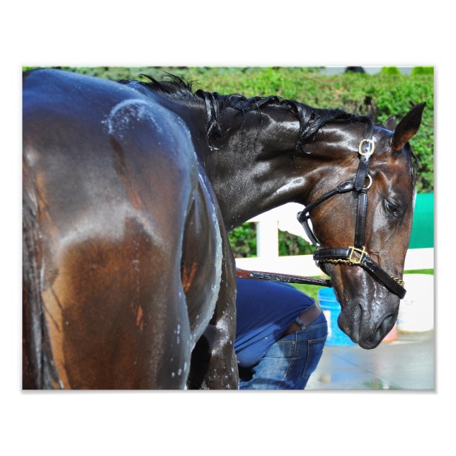 Bear Sighting Photo Print (Front)