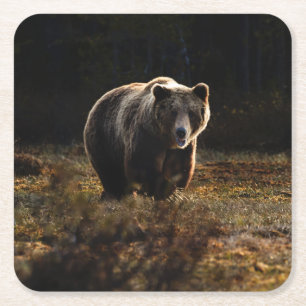 Bear Square Paper Coaster