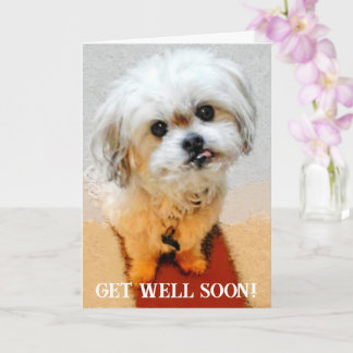 Bear the Malshi Get Well Card