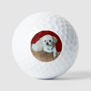 Bear the Malshi Golf Balls