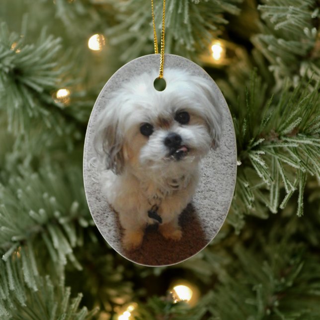 Bear the Malshi Oval Christmas Ornament (Tree)