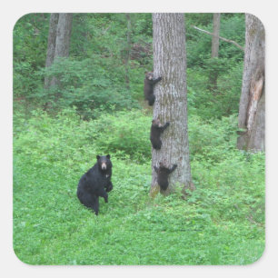 Bear & Three Cubs Square Sticker
