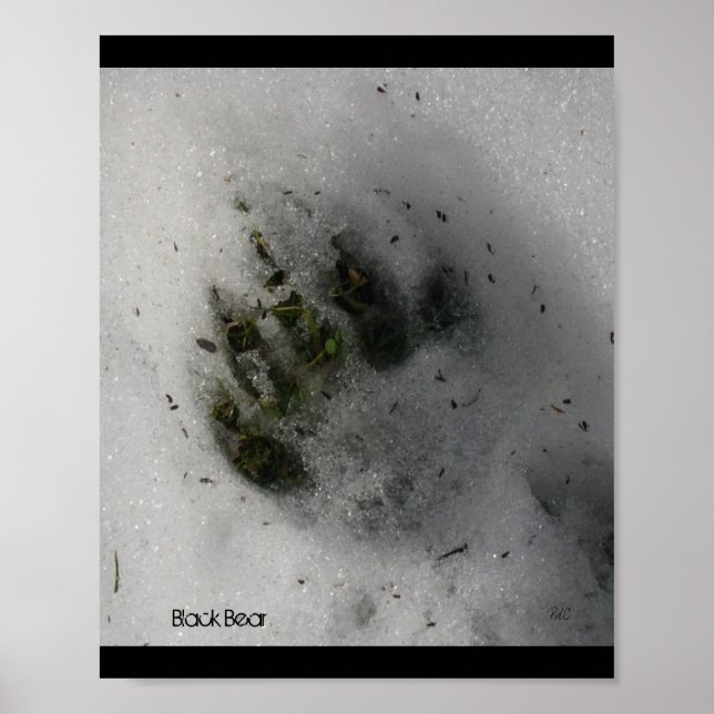 Bear Track Poster (Front)
