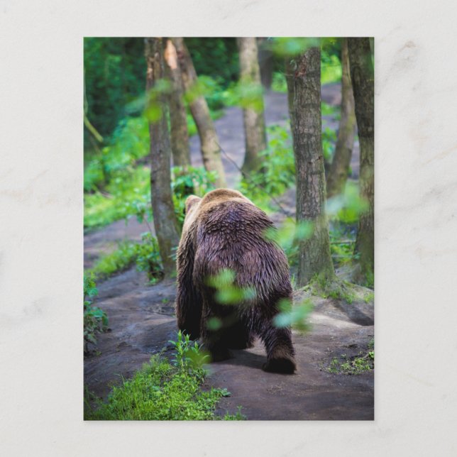 Bear Walking Away In The Woods Forest Postcard (Front)