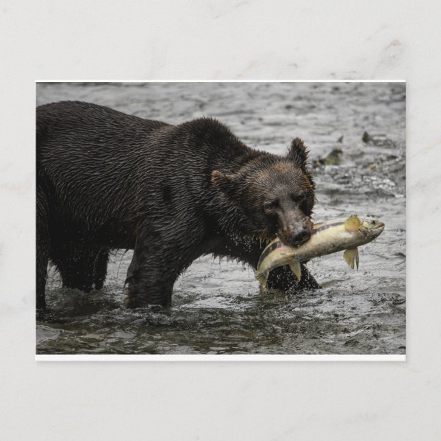 bear with a salmon in his mouth postcard (Front)