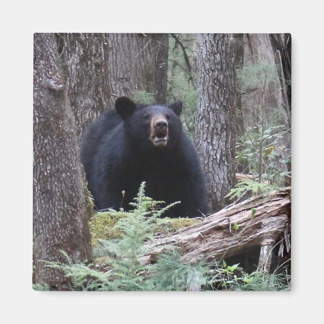 Bear With Me Magnet (Front)