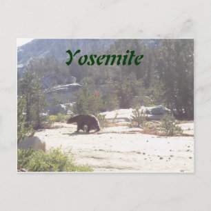 bear, Yosemite Postcard