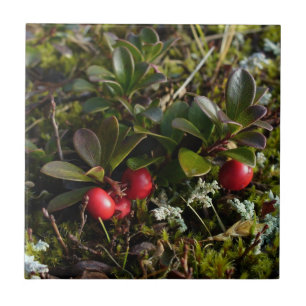 Bearberry, Arctostaphylus uva-ursi Tile