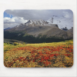Bearberry in early autumn Athabasca Peak in the Mouse Mat