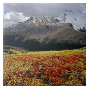 Bearberry in early autumn Athabasca Peak in the Tile