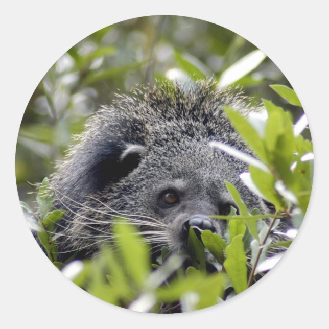 Bearcat Stickers (Front)