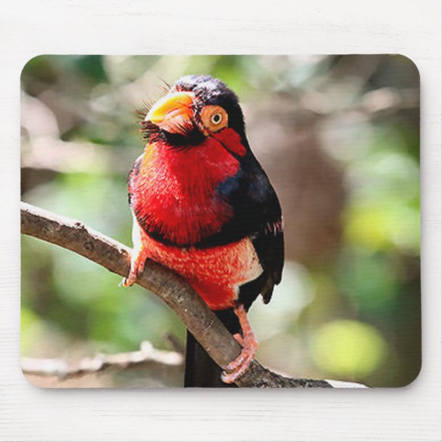 Bearded Barbet Bird Mousepad (Front)