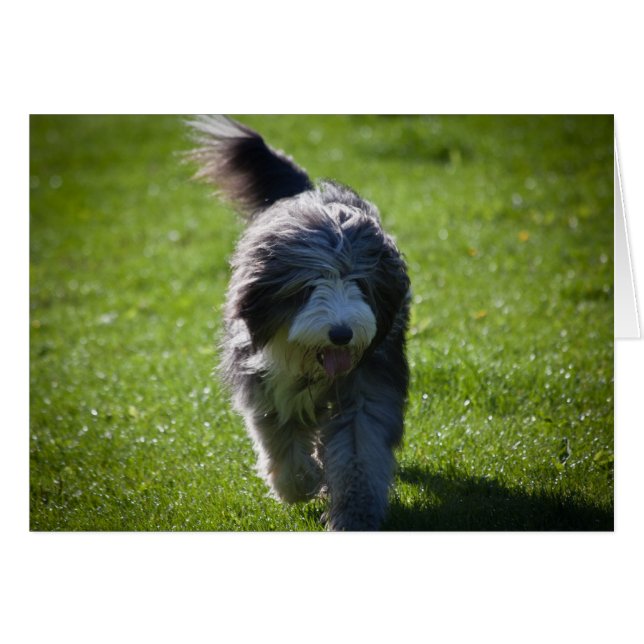 Bearded Collie (Front Horizontal)
