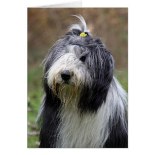 bearded collie