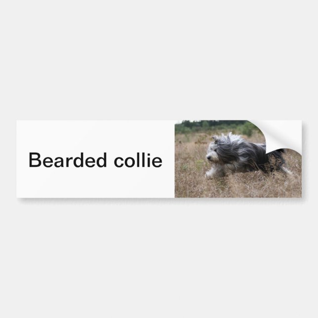 bearded collie bumper sticker (Front)