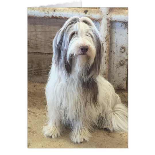 Bearded Collie Card