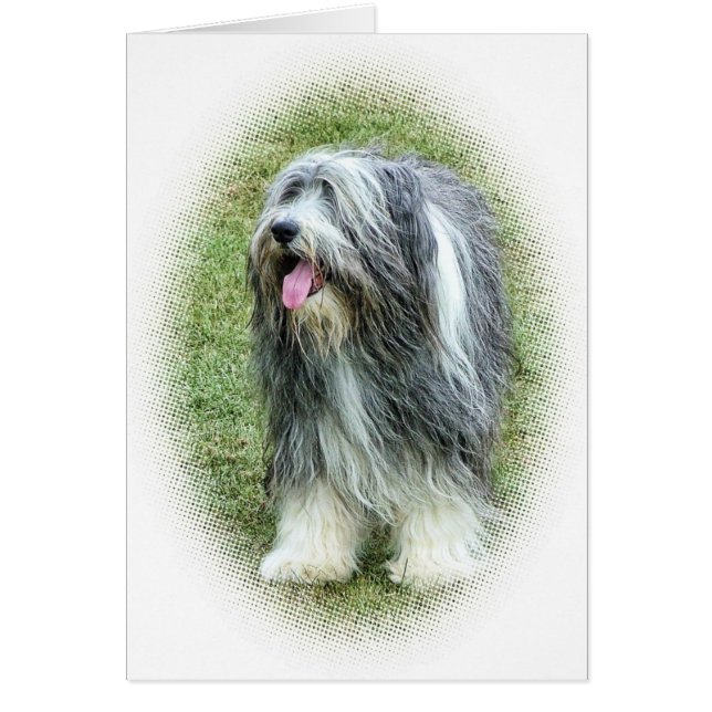 bearded collie Card (Front)