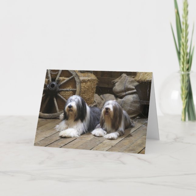 Bearded Collie Card (Front)