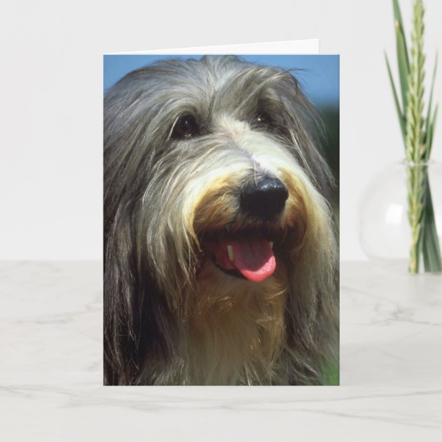 Bearded Collie Card (Front)